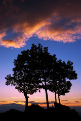 Obraz na płótnie Canvas Tree Silhouette Sunrise