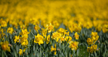 Narcissus in Spring