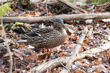 Weibliche Stockente auf dem Waldboden im Frühjahr
