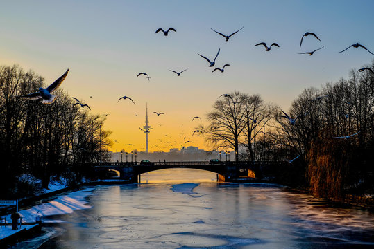 gulls and birds flying above the river, tv tower in Hamburg, sunset 