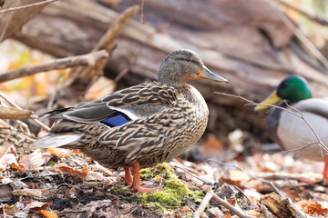 Weibliche Stockente auf einem Waldboden im Frühling