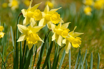 Fototapeta premium Wilde Narzissen im Frühling