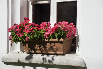 Basket of hot pink petunias on the window