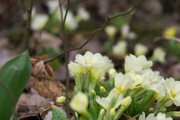 Gilliflower in the grass. Slovakia