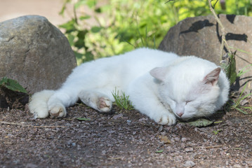 Naklejka na ściany i meble White homeless cat sleeping outside