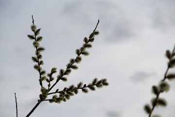 Spring tree flowering - lamb's-tails