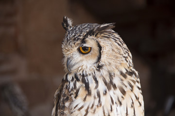 Buho con ojos amarillos y plumaje blanco y gris