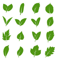 Different shapes of green leaves of trees or plants. Green leaves icon isolaten on white for eco logo, vector illustration