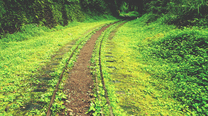 forest and railway 