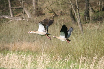 Ein Paar Nilgänse