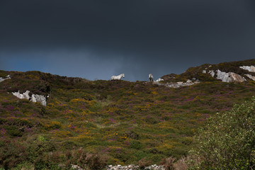 Irland