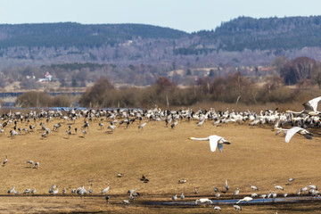 Fototapeta na wymiar Birds at Hornborgasjön, Sweden