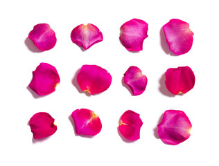 Set of pink rose petals on white background