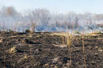 The fire of dry grass in the field