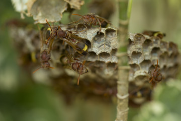 Group of wasp, hornets. 