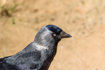 crow with a sore eye