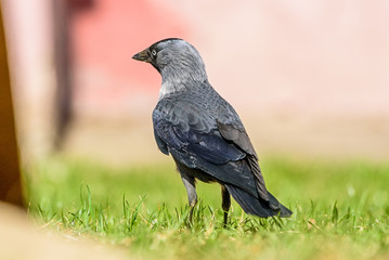 the crow is standing on the grass