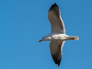 A flying black-backed gull (Larus marinus) from below against the blue sky as background
