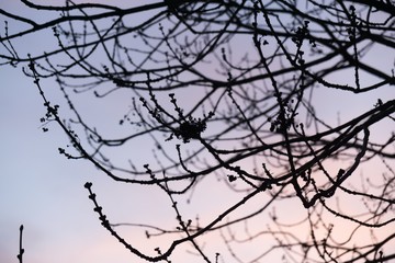 Fototapeta na wymiar Silhouette of branches of tree against sky. Slovakia