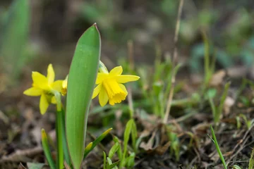  Daffodil flower in grass. Slovakia © Valeria