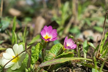 Gilliflower in the grass. Slovakia