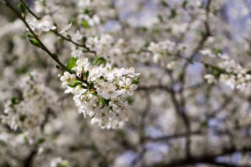 Spring tree flowering white blooming tree. Slovakia