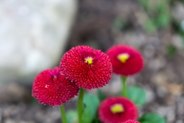 Gilliflower in the grass. Slovakia