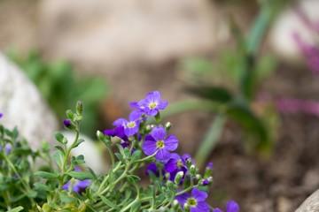 Gilliflower in the grass. Slovakia