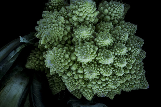 Close Up Romanesco Broccoli Brassica Oleracea Aesthetic Vegetable Growing In Logarithmic Spiral Creating Natural Fractal Of Golden Ratio Isolated On Black Background Studio Illuminated. Creative Light