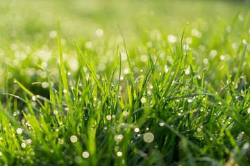 Morning dew droplets on grass. Slovakia
