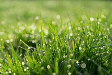 Morning dew droplets on grass. Slovakia