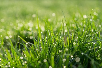 Morning dew droplets on grass. Slovakia