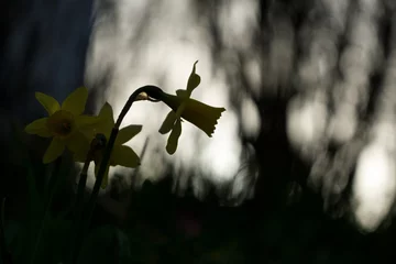 Poster Daffodil flower in grass. Slovakia © Valeria