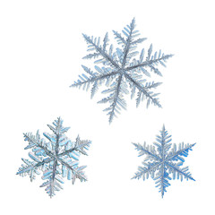 Three snowflakes isolated on white background. Macro photo of real snow crystals: big stellar...