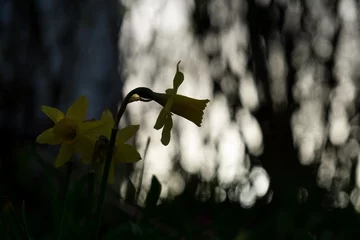 Keuken foto achterwand Daffodil flower in grass. Slovakia © Valeria