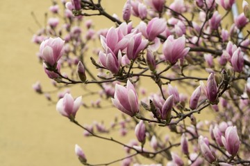 Spring tree flowering - Magnolia flower. Slovakia
