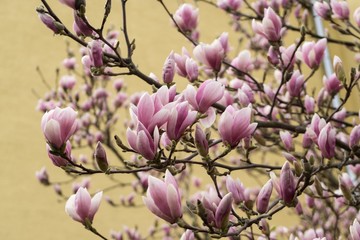 Spring tree flowering - Magnolia flower. Slovakia