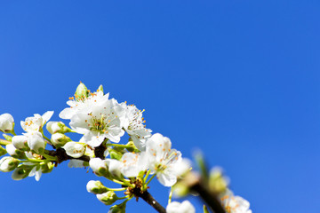 soft focus of white cherry blossom flowers with blue sky -  Prunus, Amygdaloideae, Rosaceae
