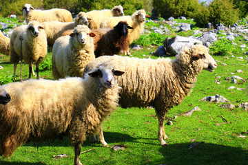 sheep flock to the mountain