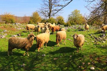 Obraz premium sheep flock to the mountain