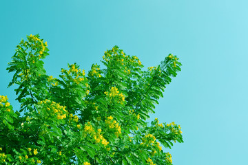 Tree and yellow flowers