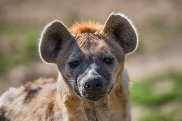 Tragetasche Portrait of huge and powerful African spotted hyena © neurobite