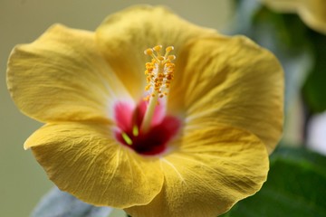 gelbe Blüte des Hibiskus © Manfred Richter