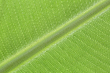 Close up backlit yellow green color live tree leaf natural furcate vein net create venation pattern...