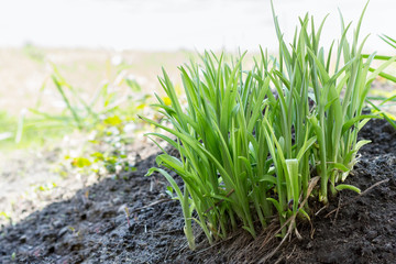 First spring plants growing from the soil in the garden.