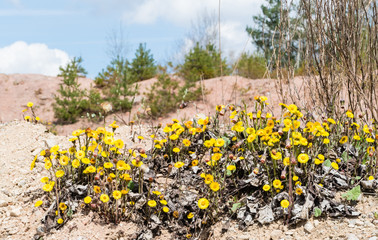 Huflattich Landschaft