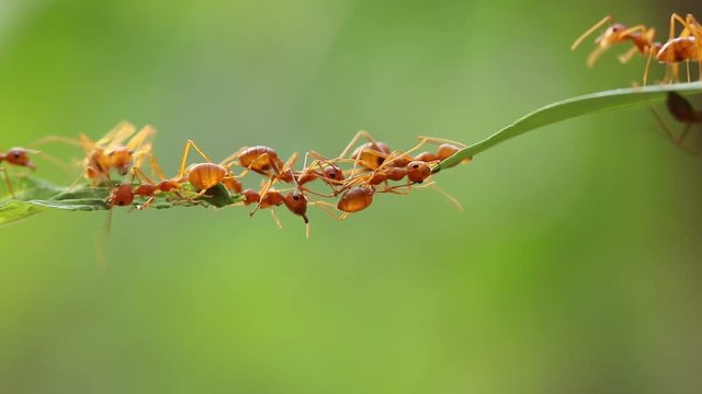 Ant action standing.Ant bridge unity team,Concept team work together,Video footage show sacrifice of ant