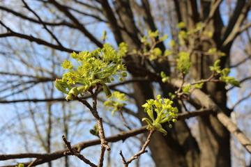 Spring flowering of deciduous trees