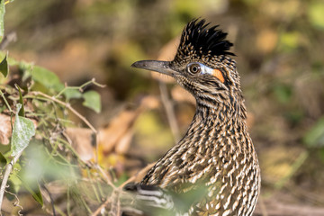 side profile portrait of greater roadrunner bird