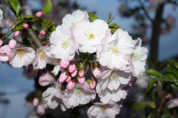 Blooming  sakura